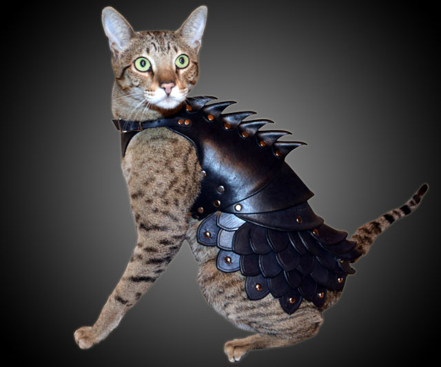 Une armure pour votre chat